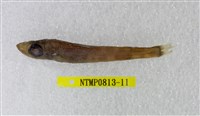 藏品(黑緣青眼魚)的圖片